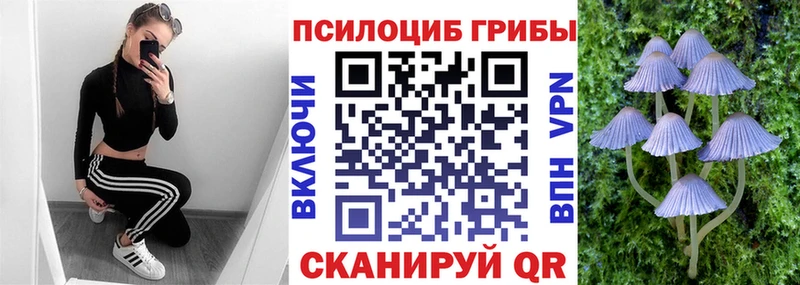 сколько стоит  Новосокольники  Галлюциногенные грибы Psilocybine cubensis 